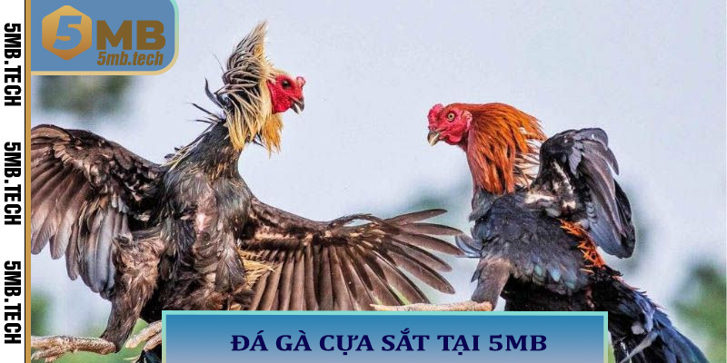 Tổng quan về đá gà cựa sắt