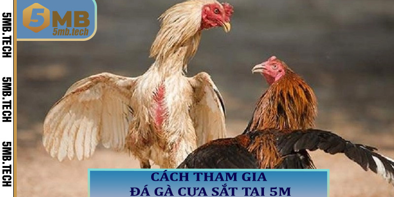 Cách tham gia đá gà cựa sắt tại 5M