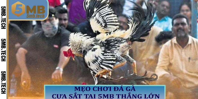 Mẹo chơi đá gà cựa sắt tại 5MB thắng lớn