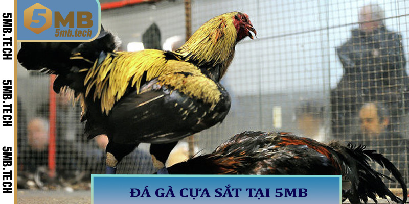 Đá gà cựa sắt tại 5MB